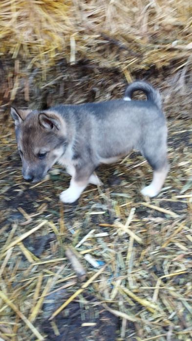 Лайки себирские чисто кровные