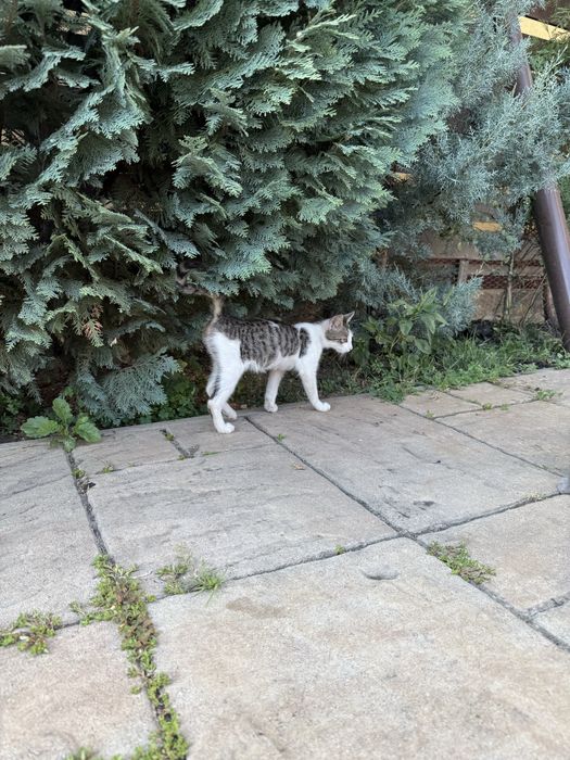 Donez pisica . Donez 2 pisoi motani