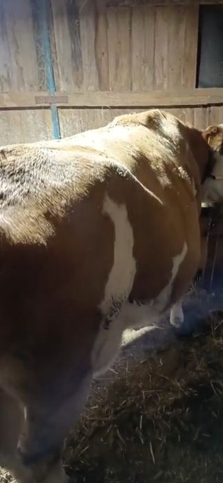 Vand vaca buna detali la