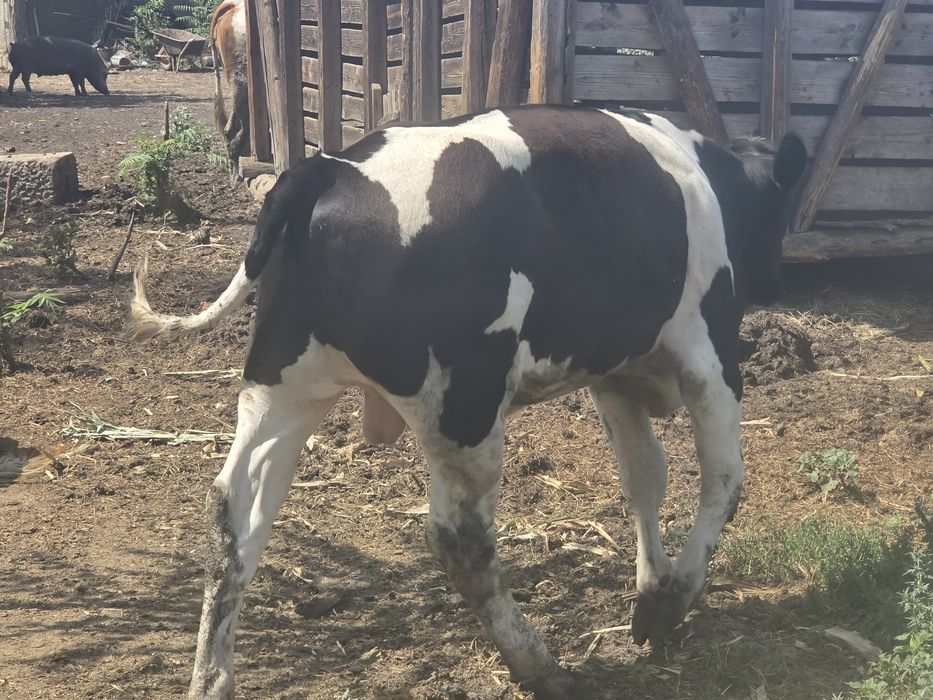 Tauraș holstein 5 luni