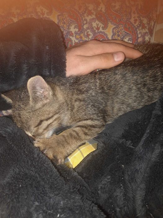 Котёнок маленький 2 месяца