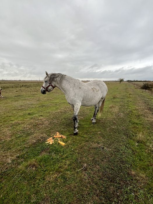 Iapă în vârstă de 7 ani