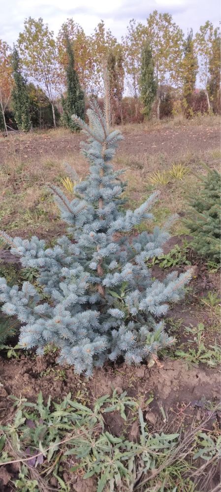 Gazon rulou,plante ornamentale