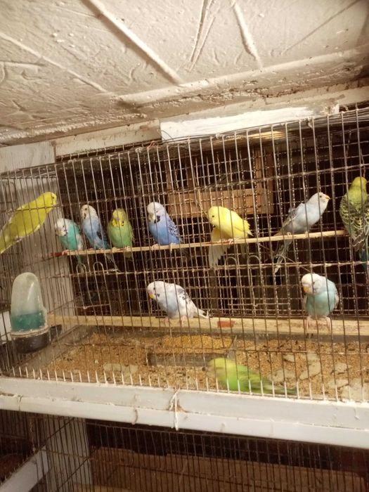 Peruși de vânzare zebre australiene porumbei standard