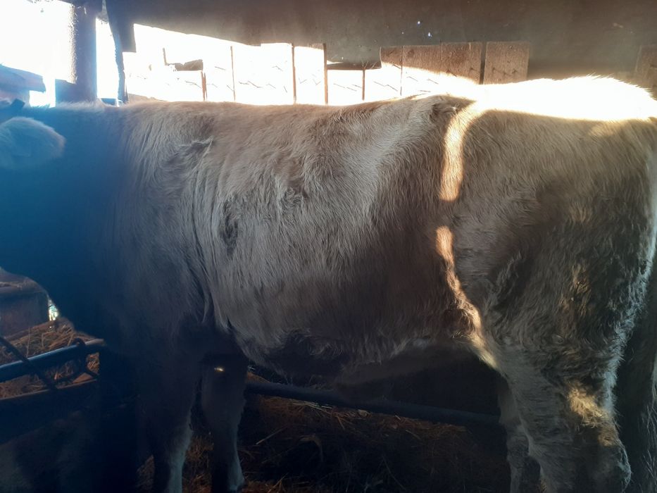 Vând vitea de 2 ani pt .abator .