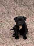 Mascul Stafordshire Bull terrier