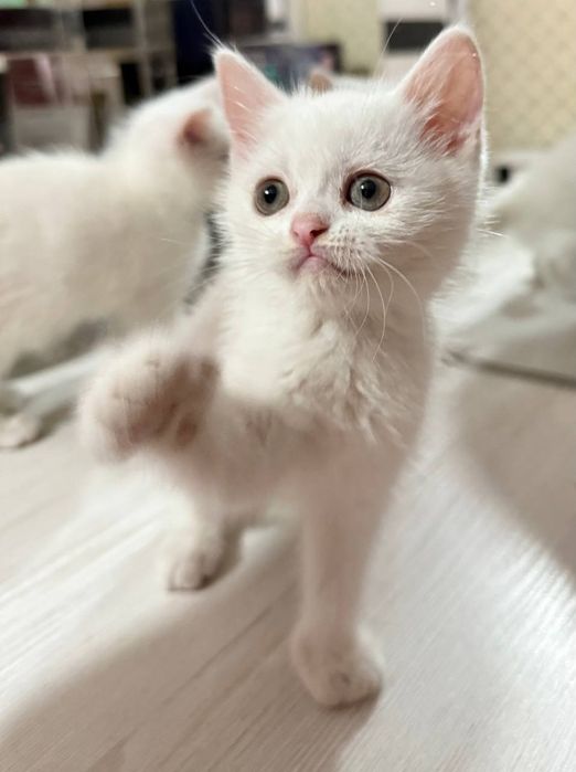 Scottish fold  shinshilla