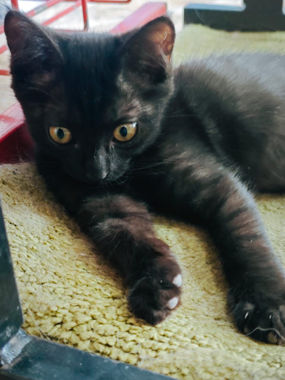 Котенок девочка 3 мес.