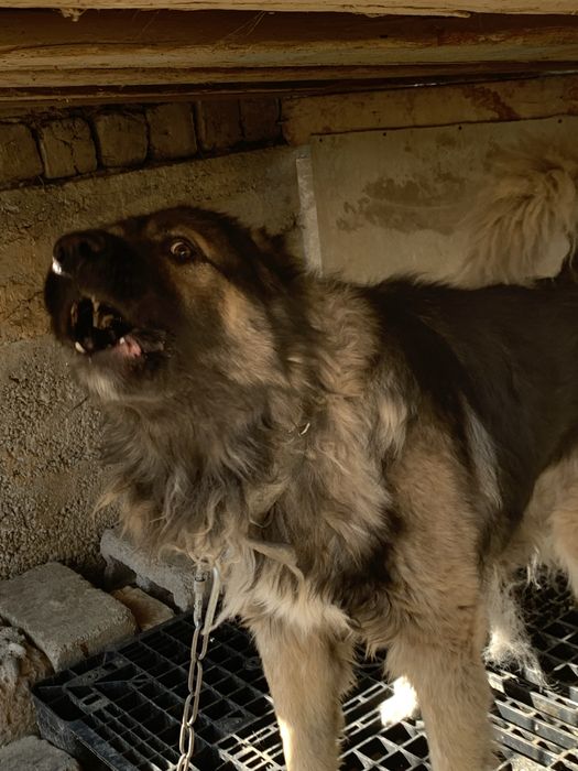 Sabaka ismi bato sabaka juda yuvosh erkag