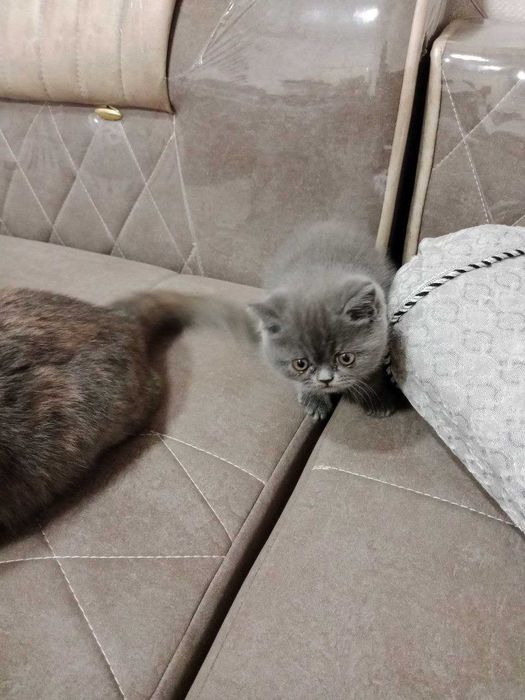 Сотилади Мушуклар Тигуш ва Малыш Британская короткошёрстная