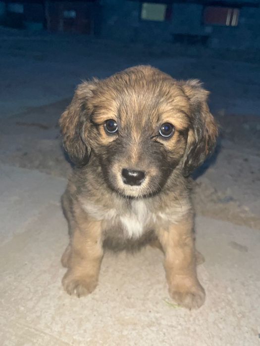 Отдам щенок девочка,дворняга.