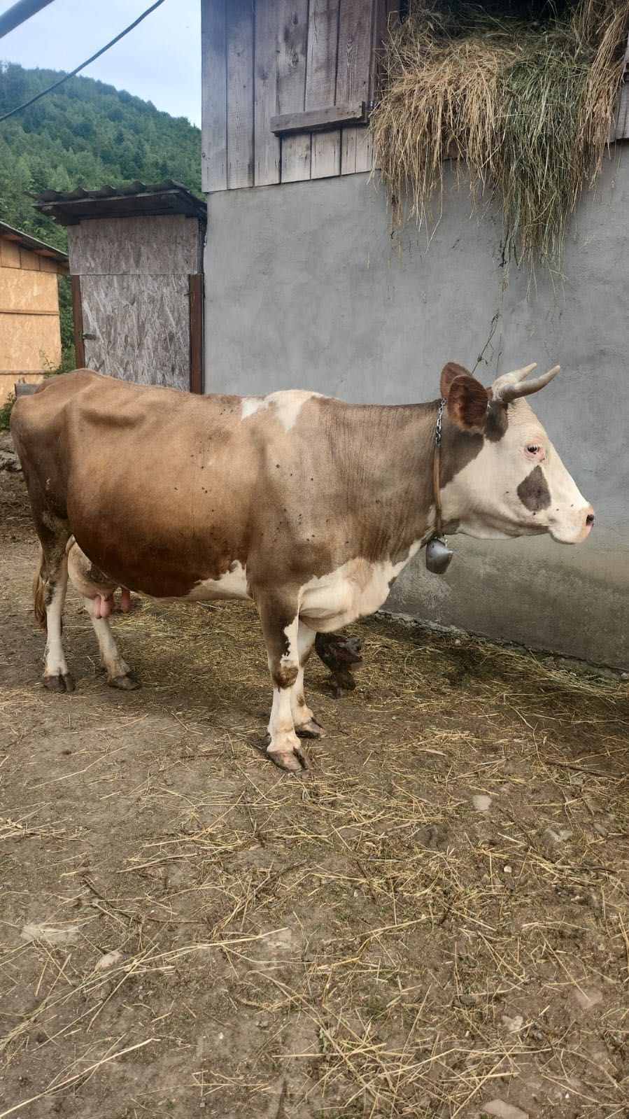Vând vaca buna de lapte cu vițel de 3 săptămâni mai multe detalii