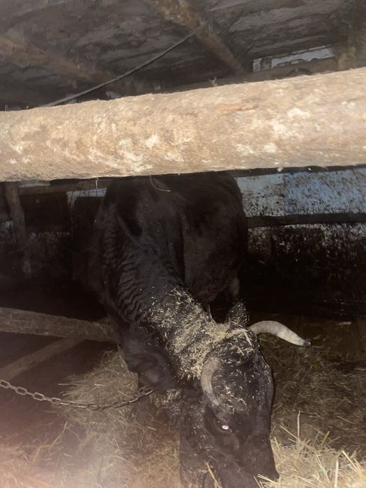 De vanzare vaca gestantă in 4 luni jumate