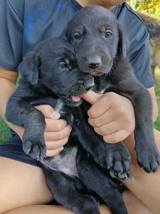 Подарявам кученце