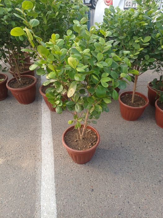 Maklamena, fikus guli. Декоративные цвети. Xonaki gullar