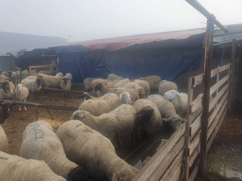 Vand 80 de oi de carne merinos, reforma