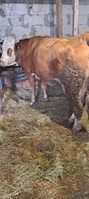 Vind vacă 5ani gestantă