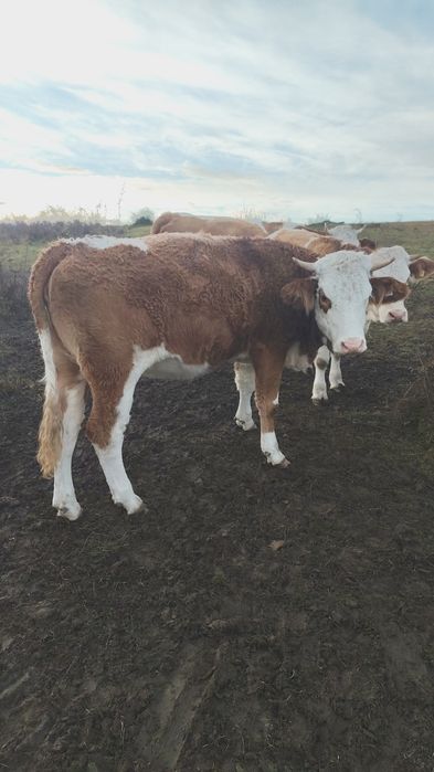 Juninci               .