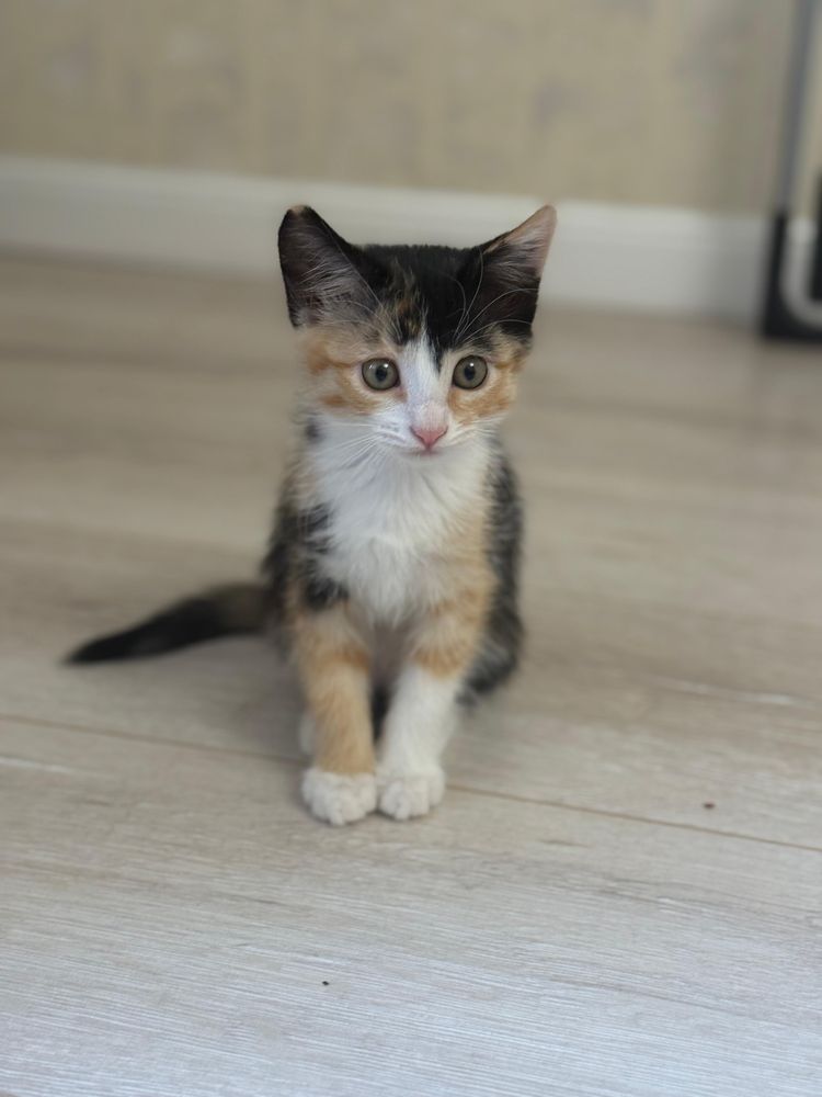 Кошка и котята — от сердца в сердце!