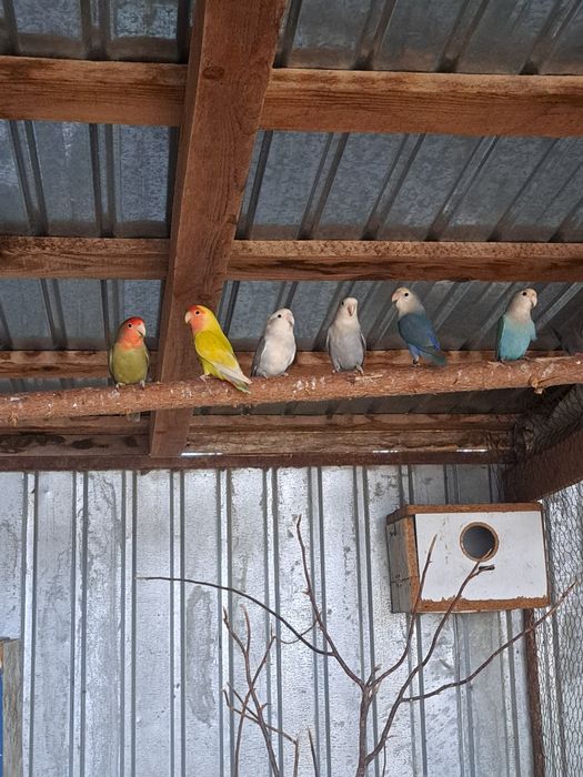 Vând papagali agapornis