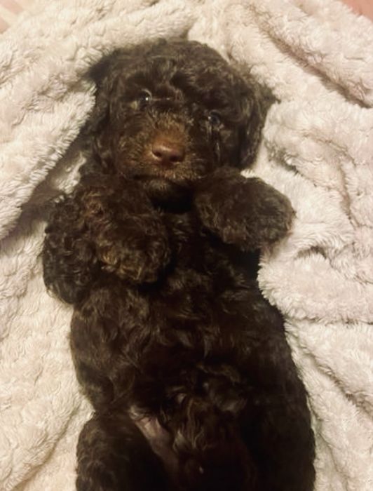 Пудел мини    Пудел мини