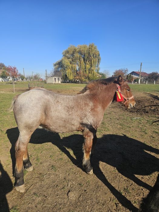 Vând mânz de 5 luni