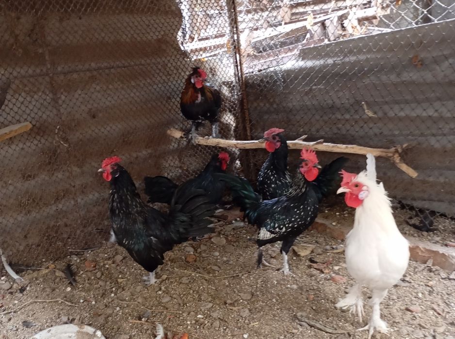 Петушки карликовые.