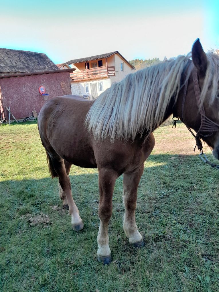 Vând mânză de un an și 5 luni.