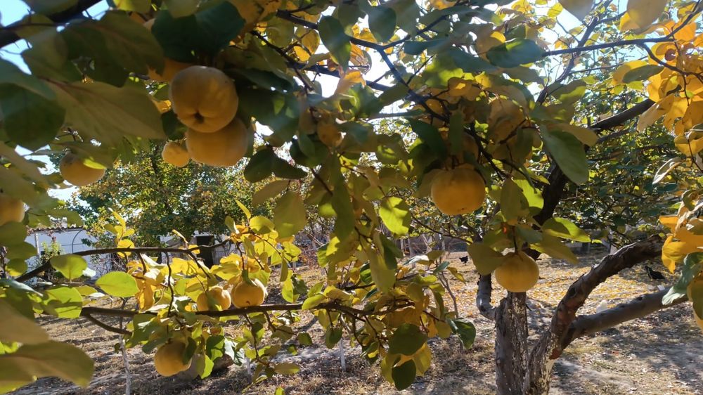 Айба бар район ортак