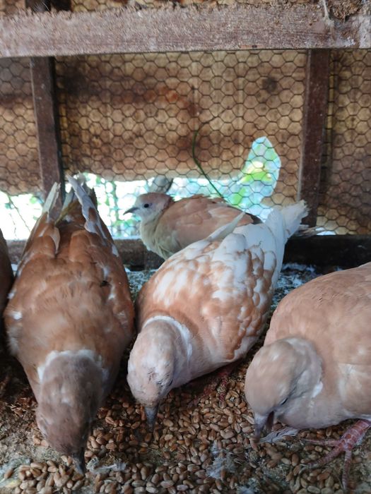 Продавам гургулици скумрийки