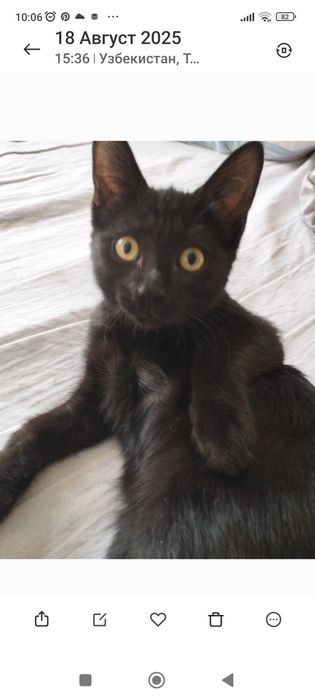 Отдам даром в добрые руки. Котята черный мальчик и девочка