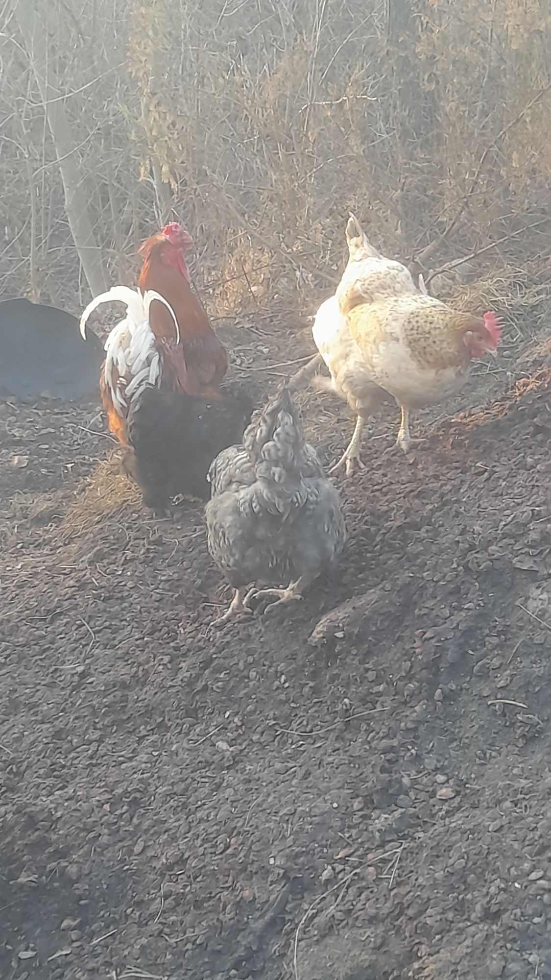 De vânzare Ouă de găină moțate pentru incubat
