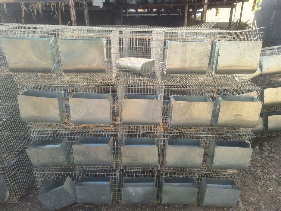 Quyon setka kormushka bolaxonasi bilan