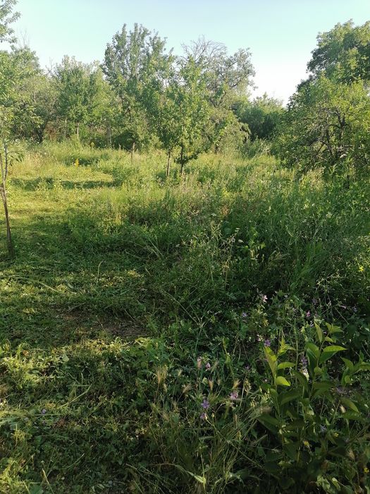 Косене  и Поддръжка на Тревни Площи