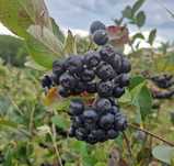 Vand suc aronia 100% natural, plantatie proprie