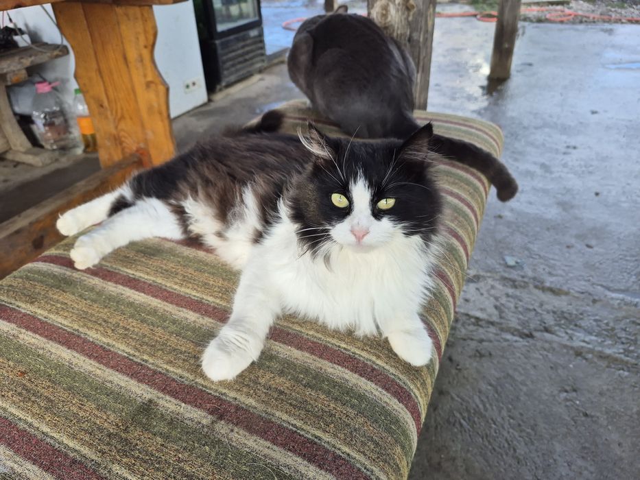 Подарявам женско пухкаво коте