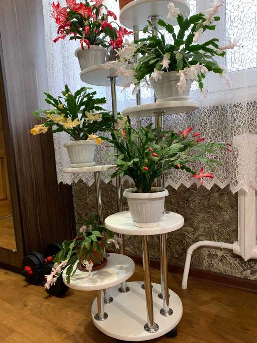 Комнатные цветы Декабристы