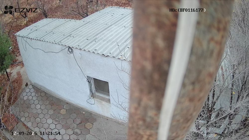 Бог 2гектар Гилос майский