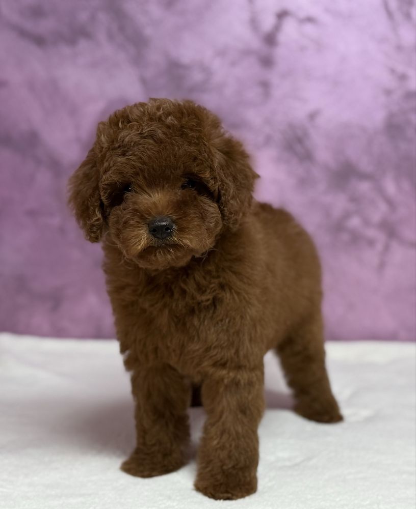 Poodle TOY RED - cu pedigree!