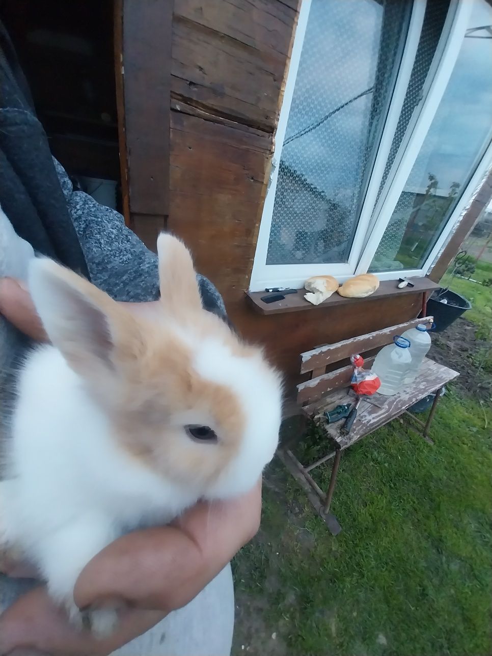 Pui iepurasi Miny toy,  rasa pitca, nu cresc mari