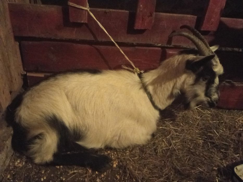Vând două capre bune de lapte
