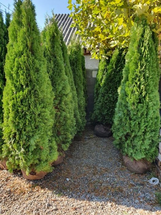 Tuia smaragd uriași la super pret, oferim transport și plantat