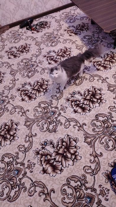 Cat Domestic Longhair