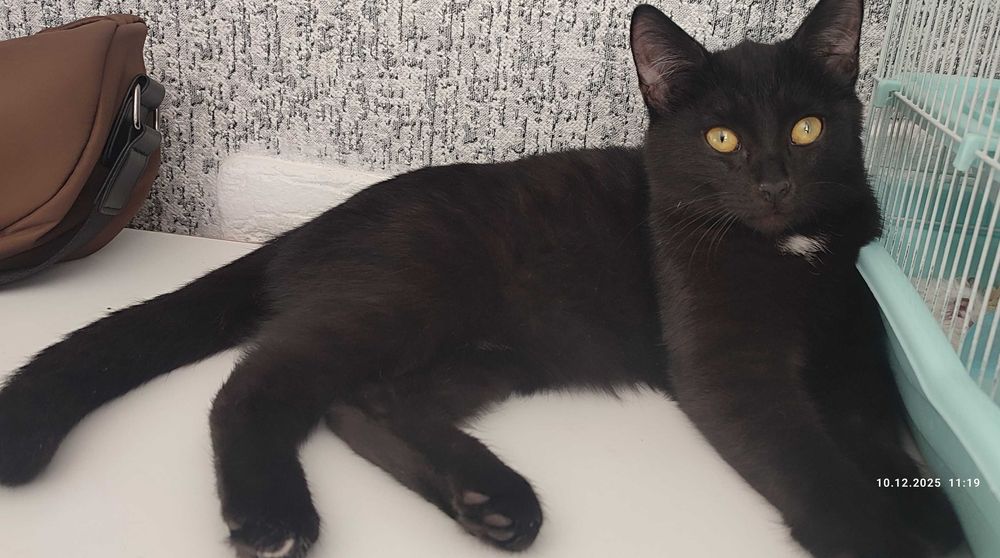 Отдам котика мальчик