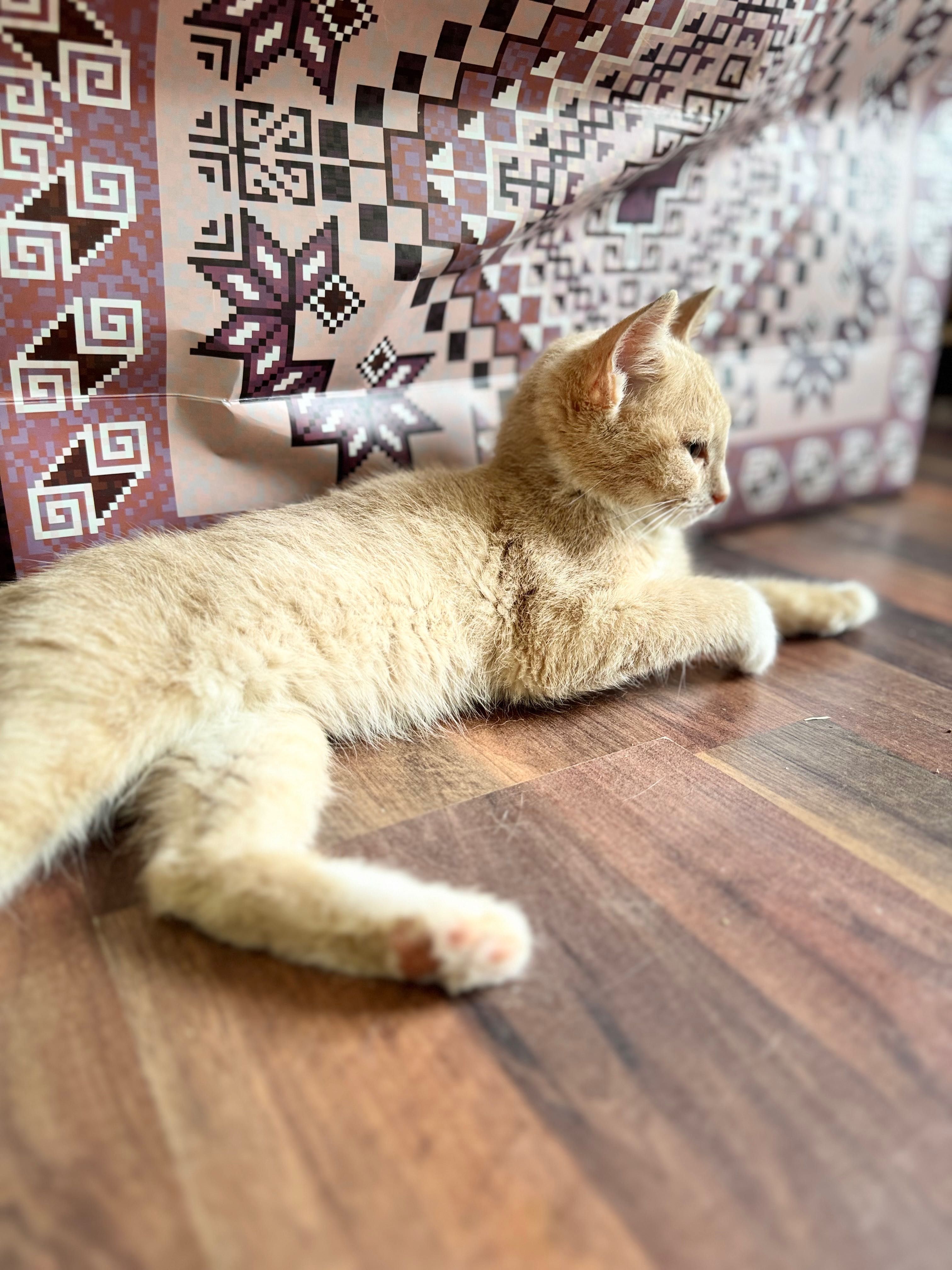 Отдается за символическую сумму котенок