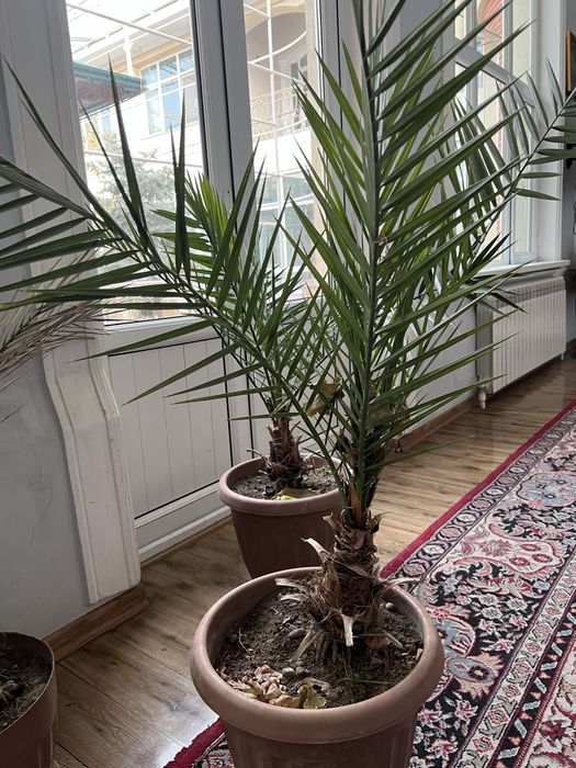 Хурмо кучат. Саженцы фиников. Сорт сагай.