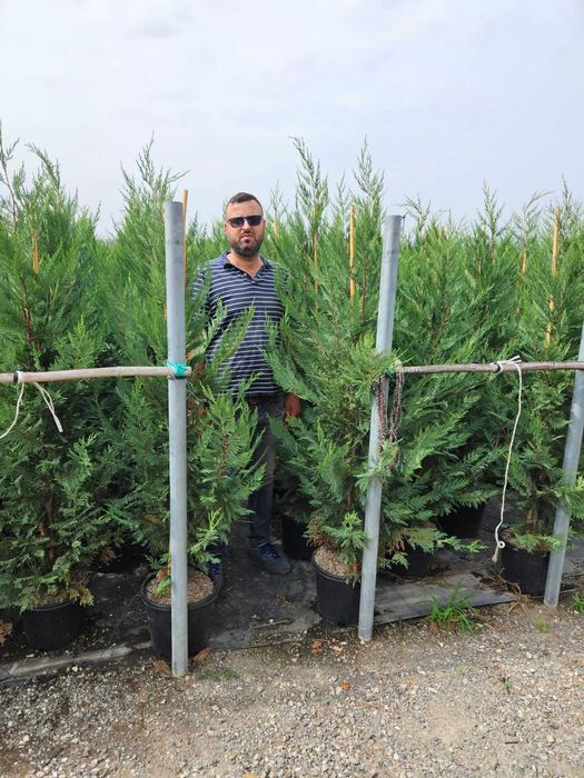 Cupressocyparis Leylandii