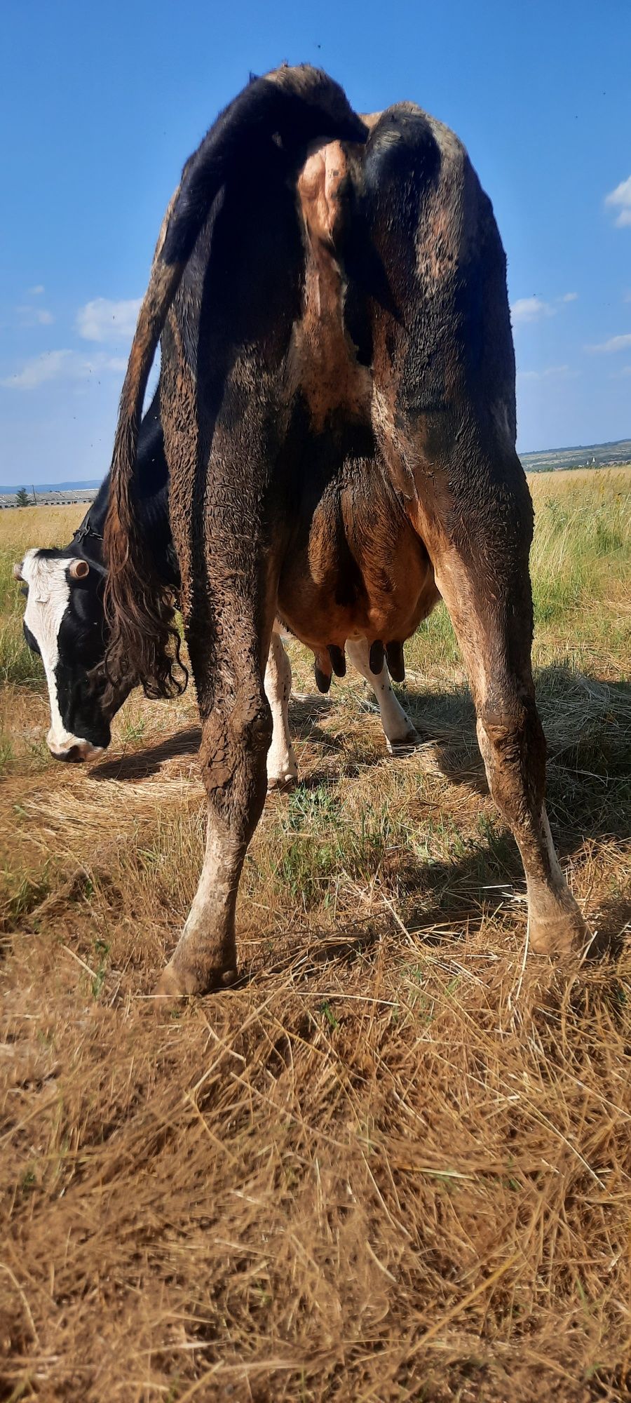 Vaca bună de lapte