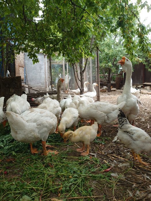 Холмагорские гусята