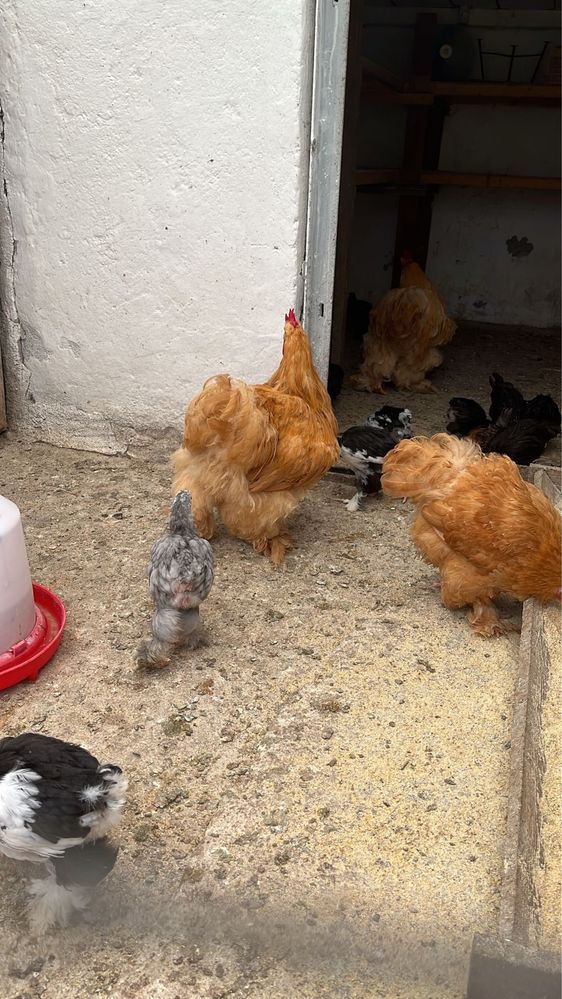 Vând cocoș cochinchina uriaș galben
